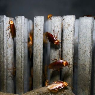 This Chinese cockroach farm houses a billion roaches, kept contained by a moat filled with hungry fish - ABC News