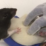 Not all rats are ticklish - you have to listen out for a squeak