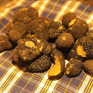 New Species of Truffles Discovered Thanks to Mushroom-Munching Bonobos | Science Times