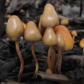 Oregon May Soon Legalize the Use of Magic Mushrooms as Mental Health Treatment. Many Portlanders Aren’t Waiting.