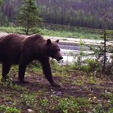 Hunter fatally mauled by grizzly bear in Wrangell-St. Elias National Park - Alaska Public Media