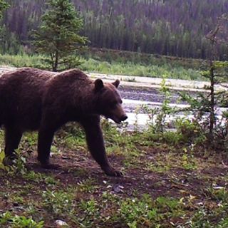 Hunter fatally mauled by grizzly bear in Wrangell-St. Elias National Park - Alaska Public Media