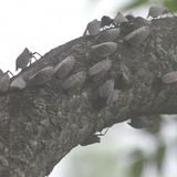 Scent detection dogs could play large role in fighting spotted lanternfly infestation