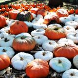 Where to find pumpkin patches around the San Antonio area