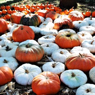 Where to find pumpkin patches around the San Antonio area