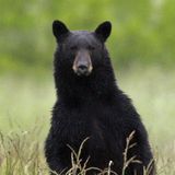 New Jersey hunters press in court to reopen state lands to bear hunt