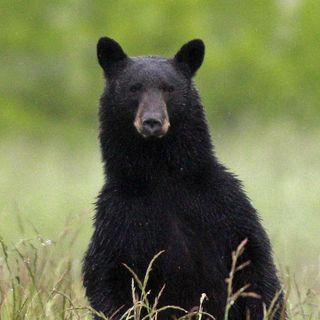 New Jersey hunters press in court to reopen state lands to bear hunt