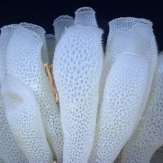 Engineers outwitted by sea sponge