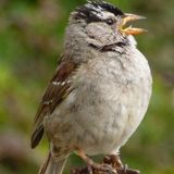 Bay Area birds change their tune amid COVID-19 shutdown