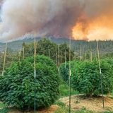 Oregon’s Wildfires Struck the State’s Cannabis Farms at the Worst Possible Time