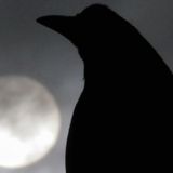Brainiacs, not birdbrains: Crows possess higher intelligence long thought a primarily human attribute