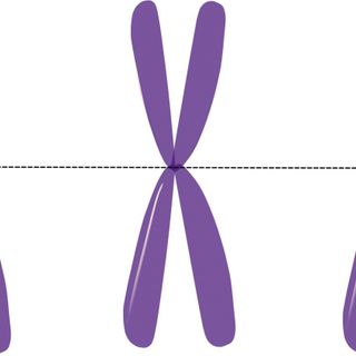 Y Chromosomes Shed Light Why Men Function Differently Than Women | Science Times