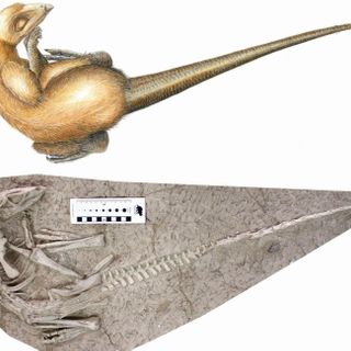 New Species of Burrowing Dinosaur May Have Died During 'Cretaceous Pompeii'