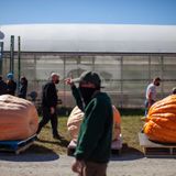With fairs on ice, giant pumpkin growers keep a fall custom alive