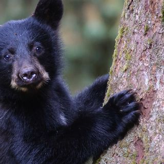 Trump Administration to Allow Logging in Pristine National Forest - EcoWatch