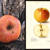 Lost apple found: 'Elusive' Colorado Orange apple, thought to be extinct, resurrected