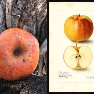 Lost apple found: 'Elusive' Colorado Orange apple, thought to be extinct, resurrected