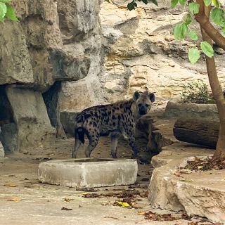 San Antonio Zoo welcomes pair of hyenas