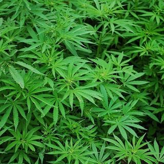 Opinion: Maryland Needs to Legalize Recreational Marijuana - Maryland Matters