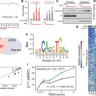 GADD34 is a modulator of autophagy during starvation