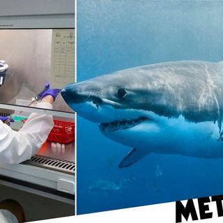 500,000 sharks could be killed for use in coronavirus vaccine