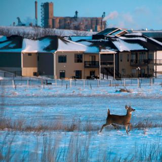 Nebraska's wildlife already feeling the heat from climate change