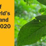 40 Percent of World's Plants at Risk of Extinction, New Report Finds - EcoWatch