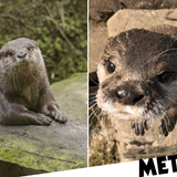 Lonely otter Harris finds love through online dating site built just for him