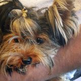 Yorkie's death at airport facility fuels legal fight