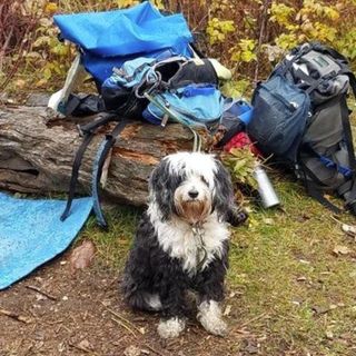 Hero dog survives 11 days in Minnesota's Boundary Waters Canoe Area | City Pages