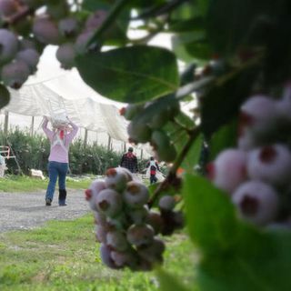 How imports are squeezing the big US (and Northwest) blueberry business