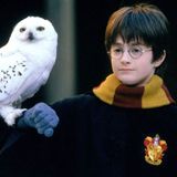 Harry Potter Movies Apparate Over to Peacock