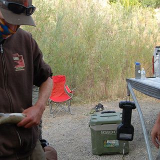 A little reservoir behind the University of Utah is helping save an endangered fish