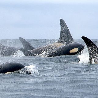 Without ice, killer whales are preying on bowheads in Alaska's northern seas - Alaska Public Media