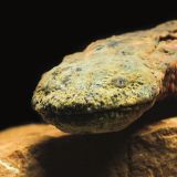 More than 1,000 hellbenders released from Saint Louis Zoo into Ozark rivers