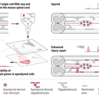 A latent lineage potential in resident neural stem cells enables spinal cord repair