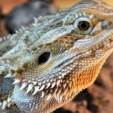 Salmonella outbreak linked to pet hedgehogs, bearded dragons