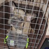 PAWS Chicago partnering with French Bulldog Rescue to care for 20 neglected dogs abandoned at warehouse