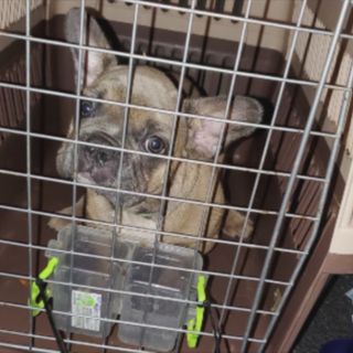 PAWS Chicago partnering with French Bulldog Rescue to care for 20 neglected dogs abandoned at warehouse