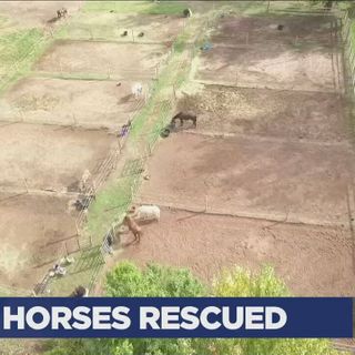 Horses located after escaping barn fire in Ellington