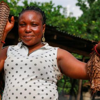 Despite coronavirus fears, Nigeria has taken no action to stop its pangolin trade