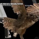 Great Horned Owl flying free over San Antonio again after rescue