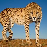 Spots of hope: Some good news for South Africa’s cheetahs