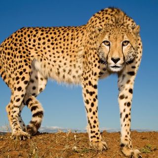 Spots of hope: Some good news for South Africa’s cheetahs