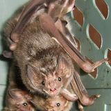 Even vampire bats do social distancing when their friends are sick