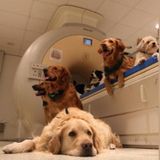Dog Brains Do Not Prefer Faces - Neuroscience News