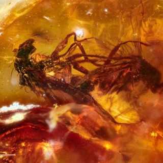 41 million-year-old insect sex romp preserved in amber