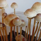 New TV Ads Urges Oregon Voters To Legalize Psilocybin Therapy