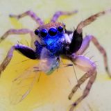 New jumping Jotus spider found in NSW backyard, mailed alive to Melbourne - ABC News