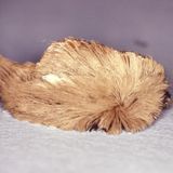 Hairy Toxic Caterpillar Invades Virginia | Science Times